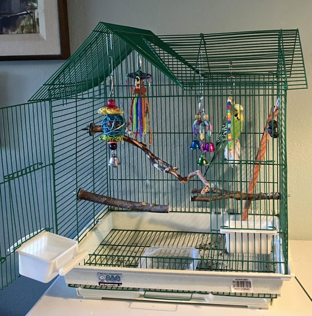 Overcrowded budgie cage with limited space for easy movement