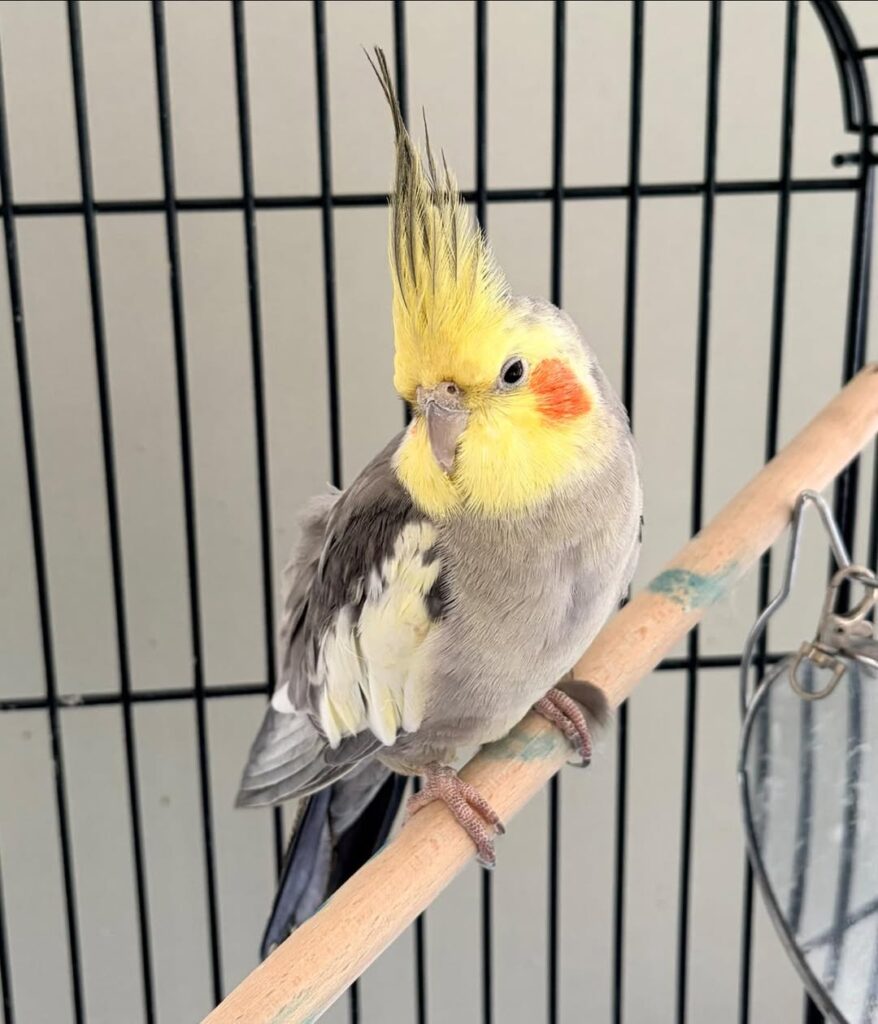 Owner calmly offering a hand to a cockatiel from the front
