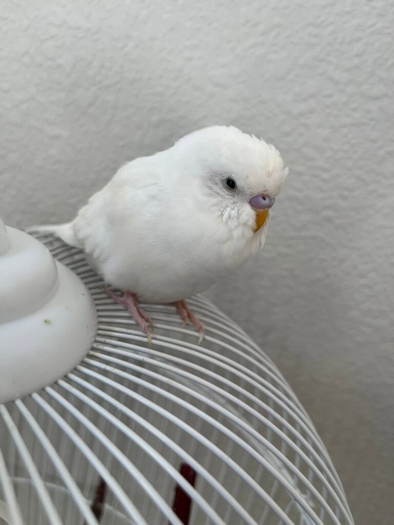 Owner checking a budgie with unusually sleepy eyes