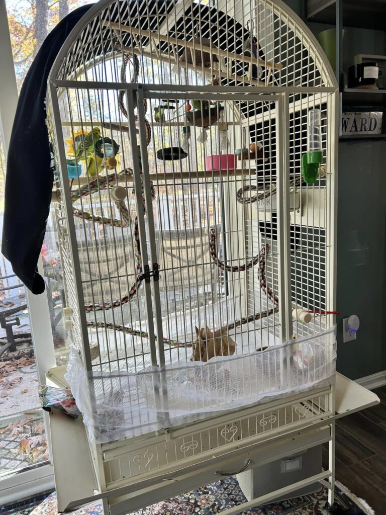 Owner checking a cage accessory