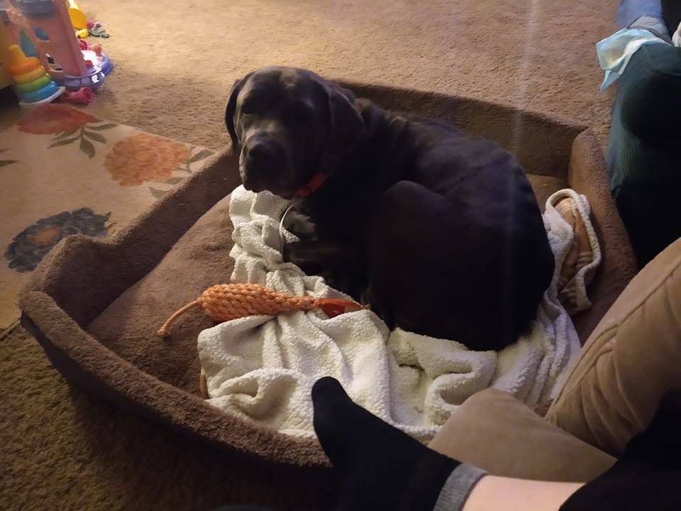 Owner checking a dog’s paws
