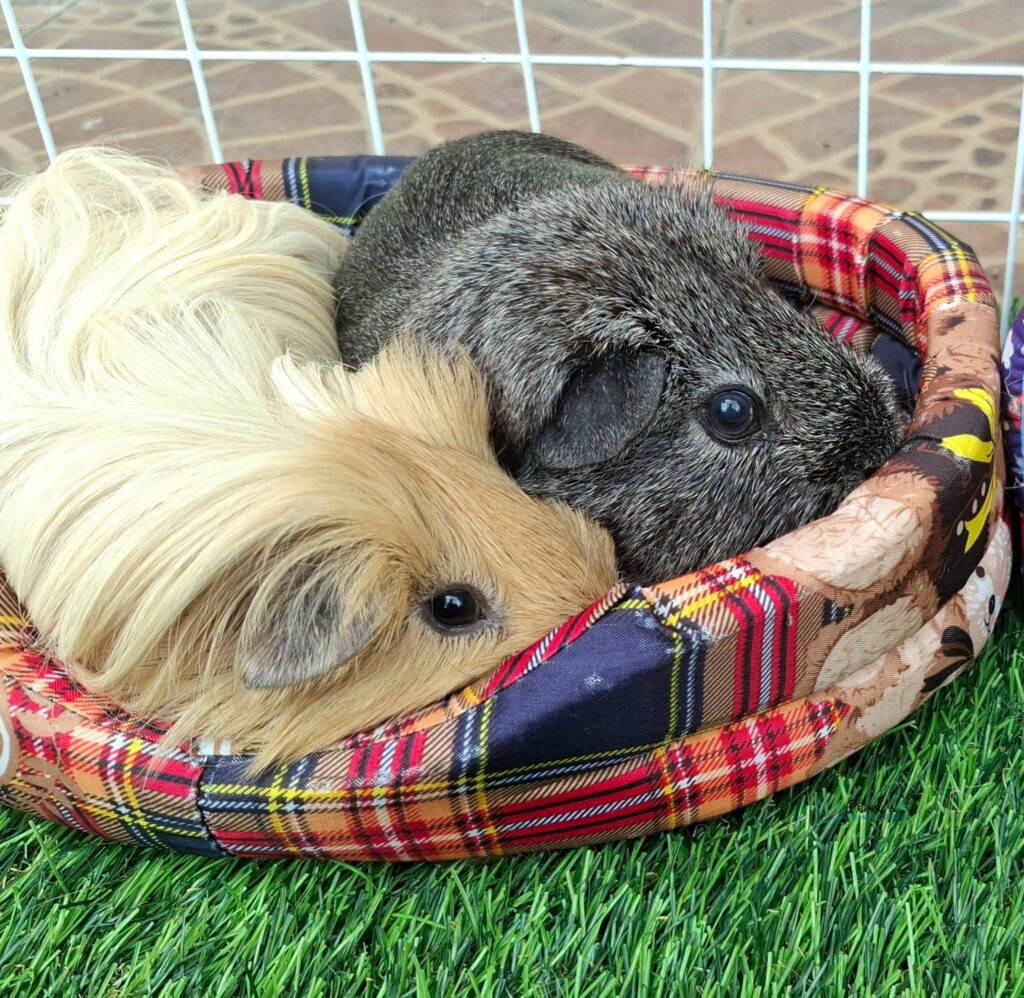 Owner checking a guinea pig water bottle for leaks