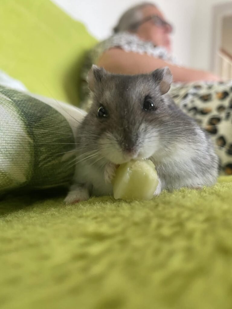 Owner checking a hamster water bottle for leaks and blockages