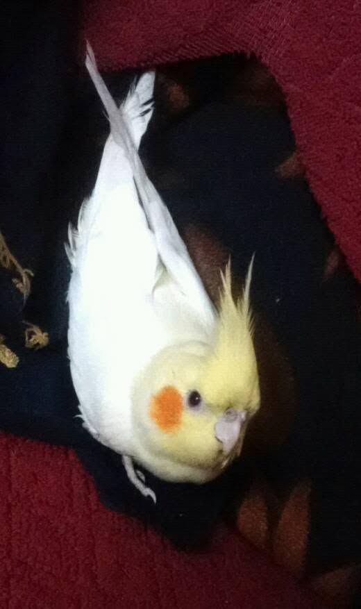 Owner checking a quiet cockatiel for changes in behaviour