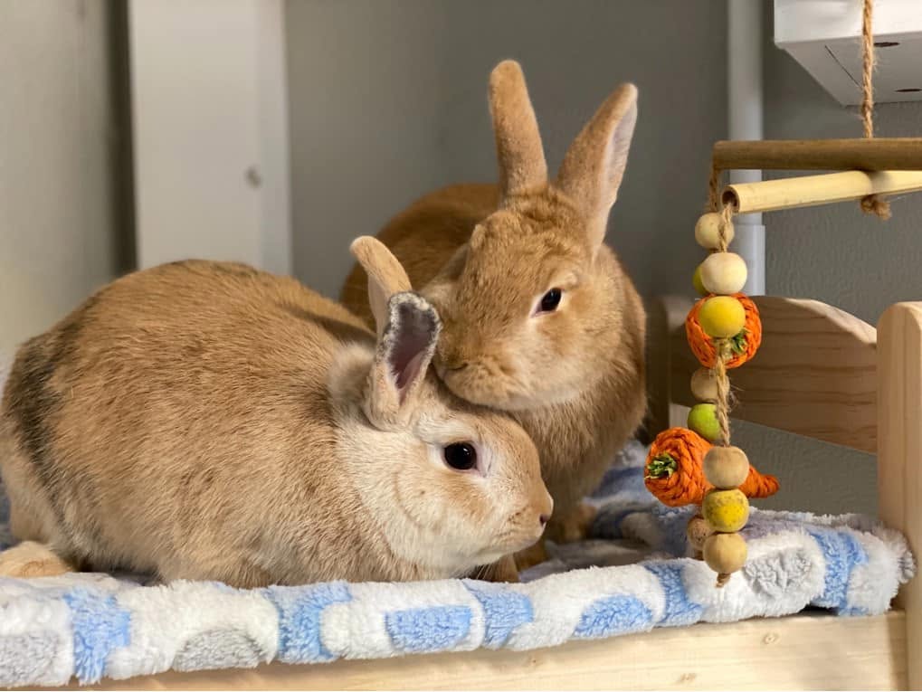Owner checking a rabbit in summer