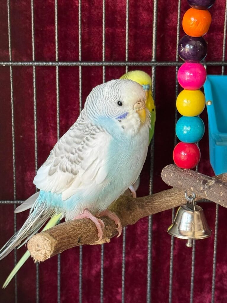 Owner checking budgie droppings on fresh cage paper