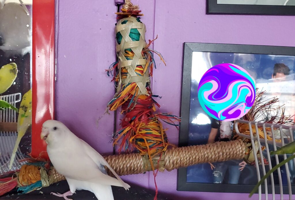 Owner checking budgie toys for sharp or damaged parts