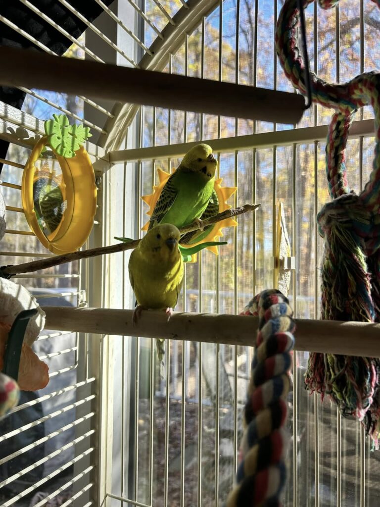 Owner checking cage position