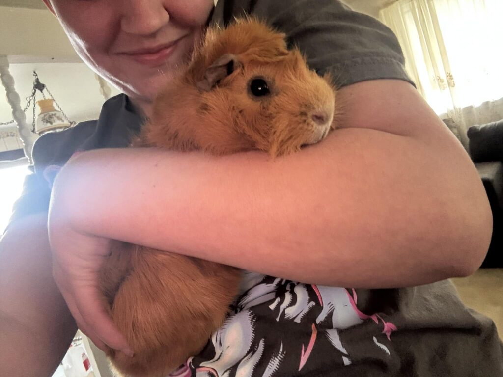 Owner gently interacting with a nervous guinea pig at floor level