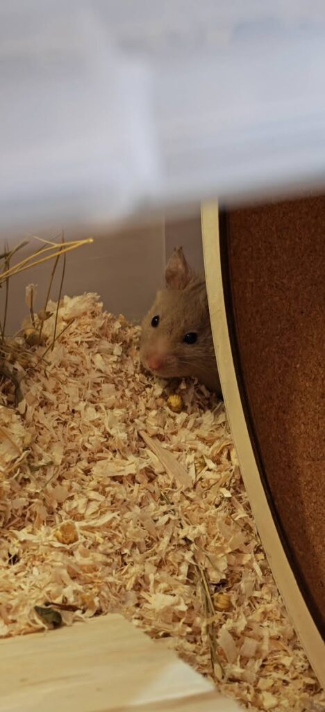 Owner monitoring a hamster for repeated clicking or wheezing sounds