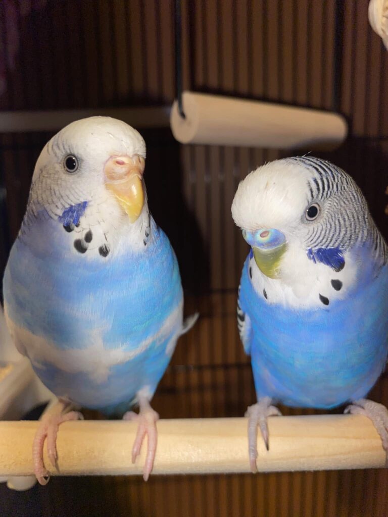 Owner tracking when a budgie starts screaming during the day