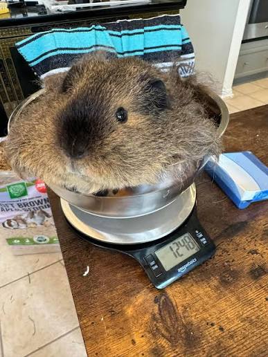 Owner weighing a guinea pig to check for unexpected weight loss