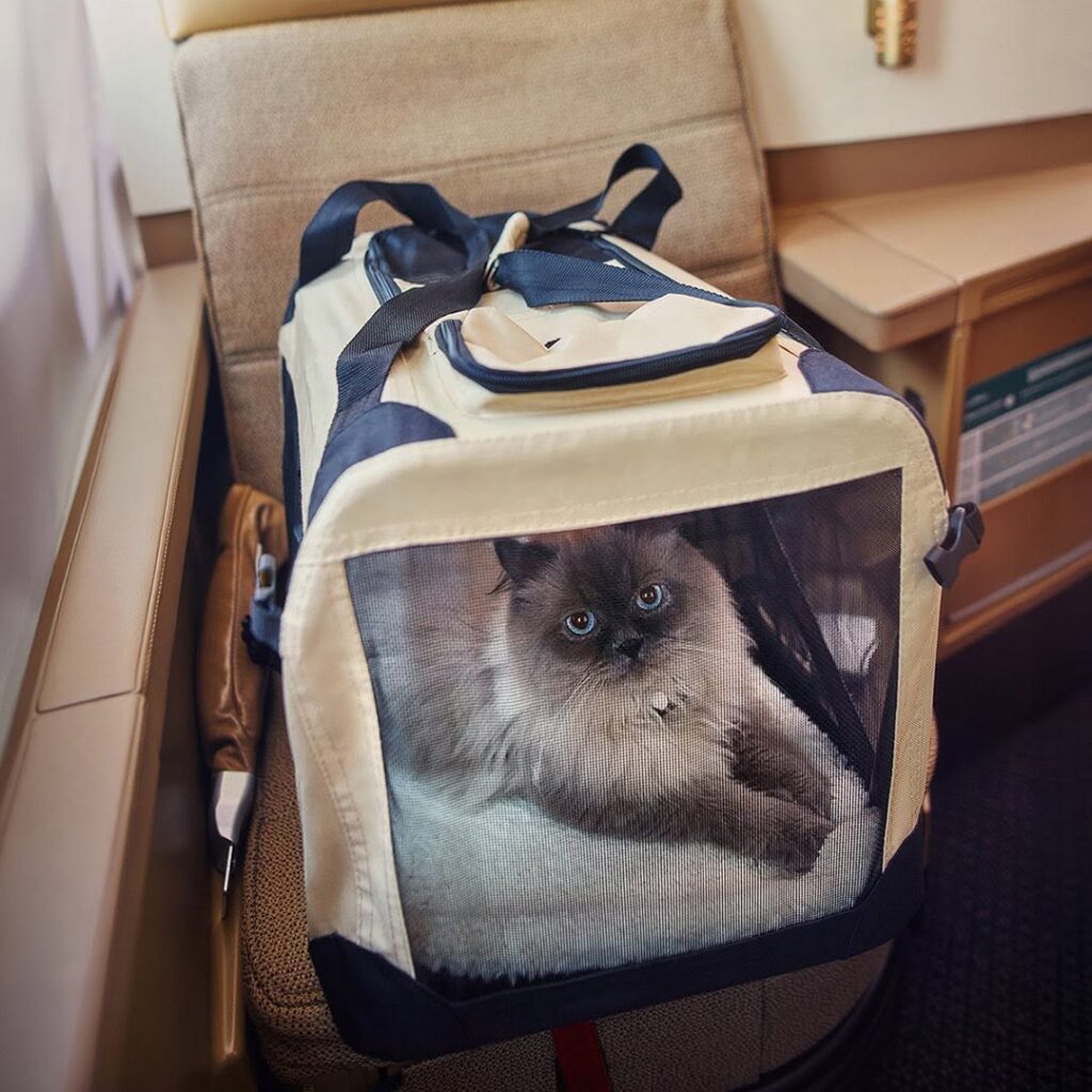 Pet carrier with travel essentials