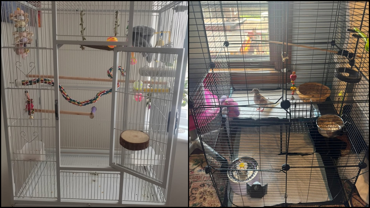 Pet cage near a sunny window