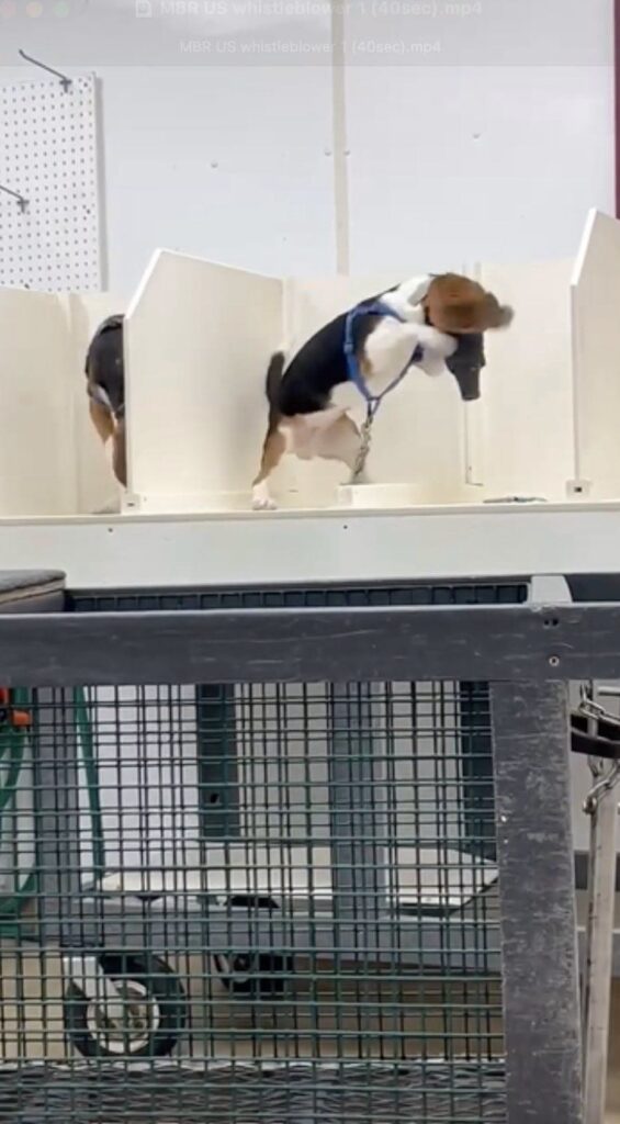 Pet cage safety inspection