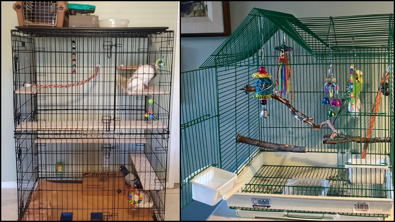 Pet owner comparing cage sizes
