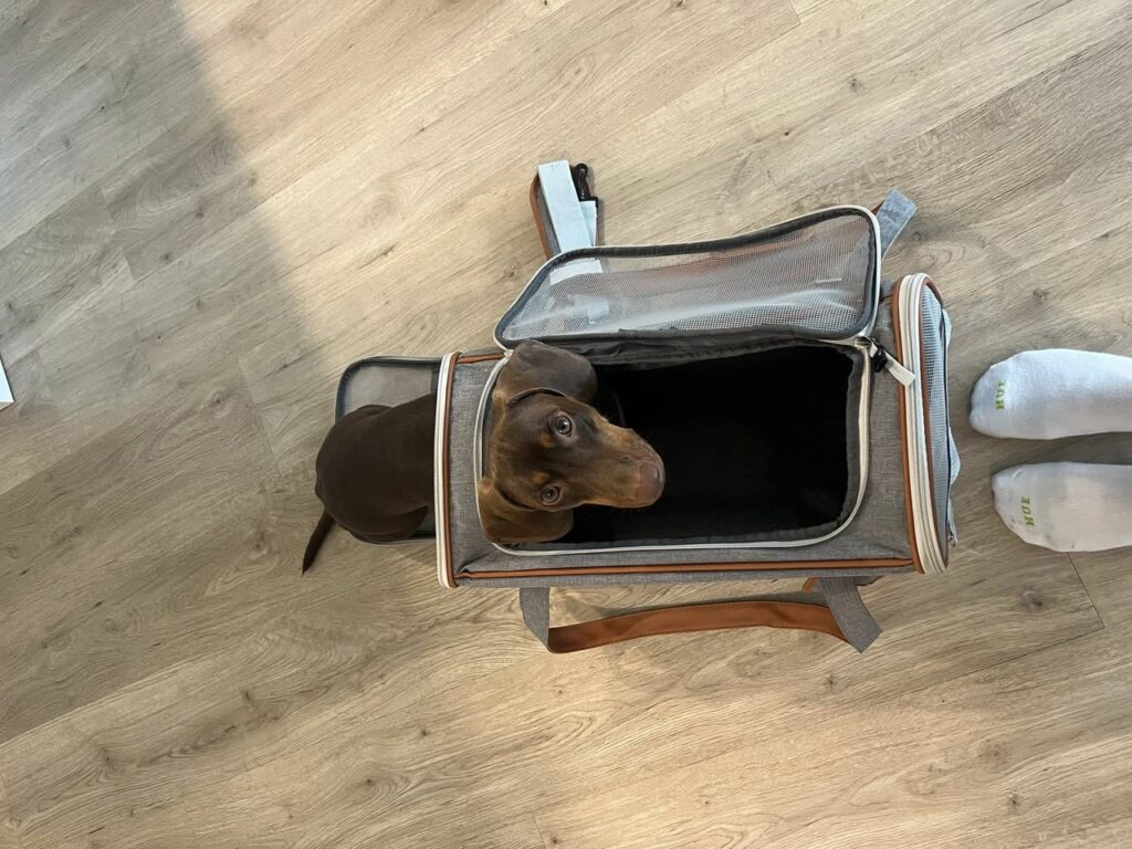 Pet resting in a ventilated carrier