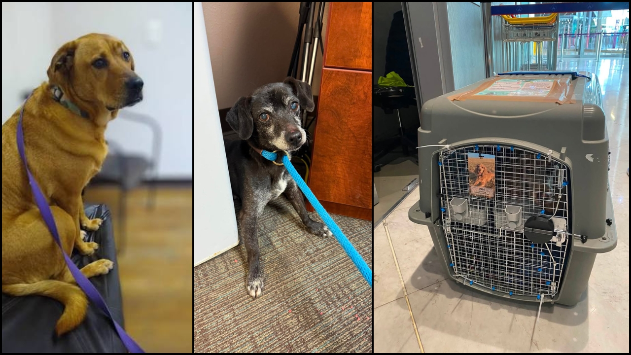 Pet travel documents and carrier