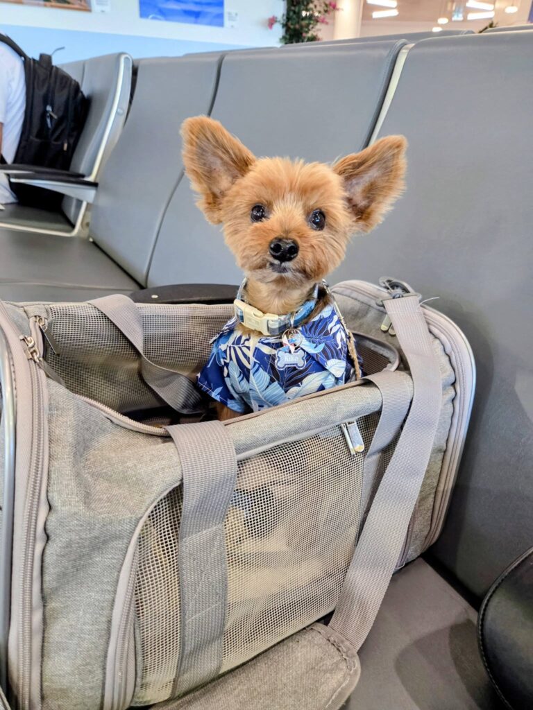Pet waiting for a travel check