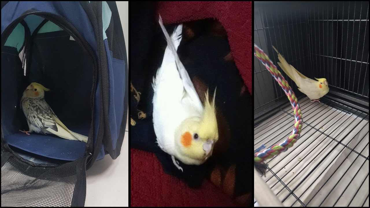 Quiet cockatiel sitting alone on a perch inside its cage