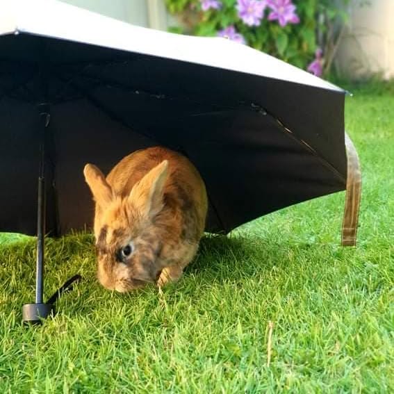 Rabbit hutch in afternoon shade
