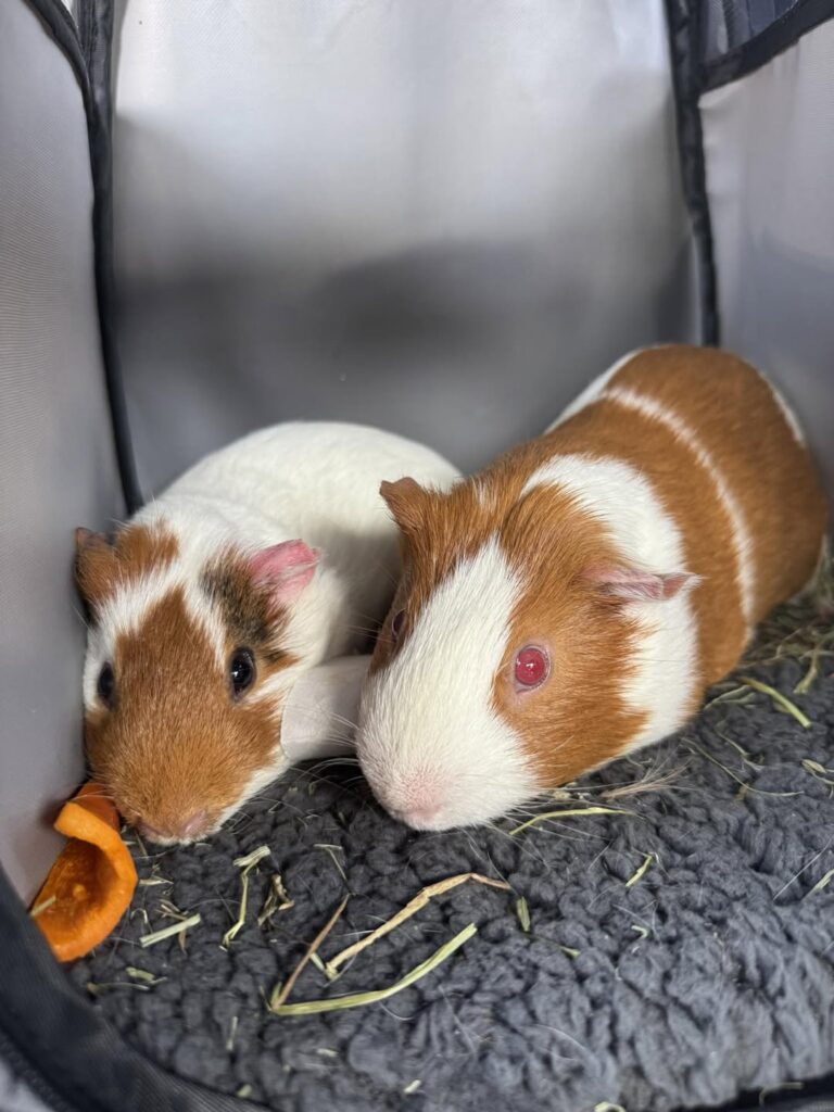 Safe guinea pig handling with chest and back end supported