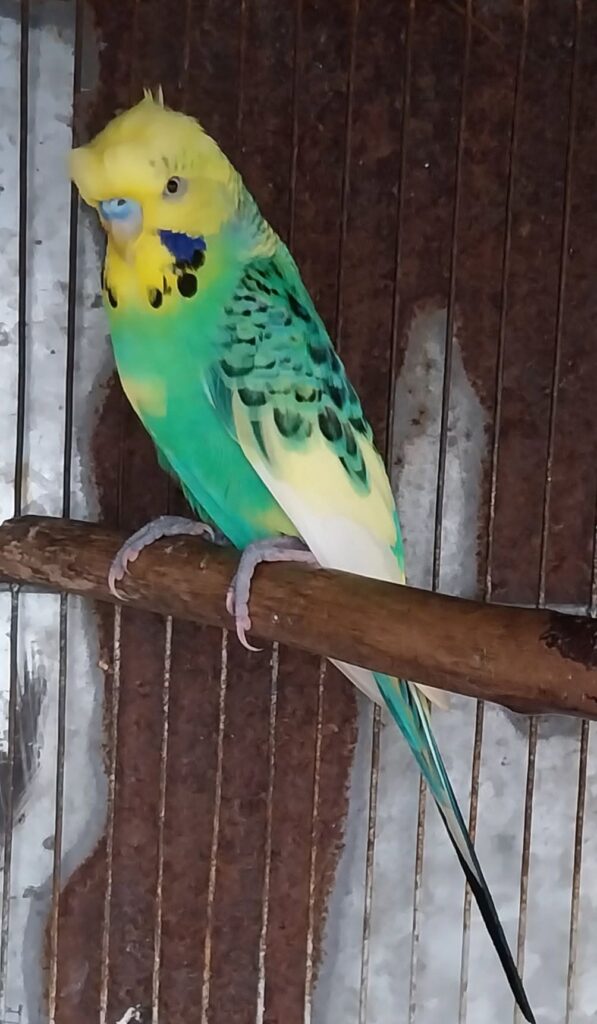 Shoes kept away from bird cage