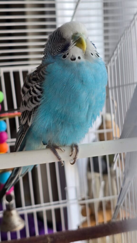 Sleepy budgie sitting quietly with slightly puffed feathers
