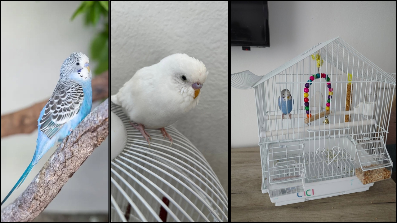 The Cage Size Mistake