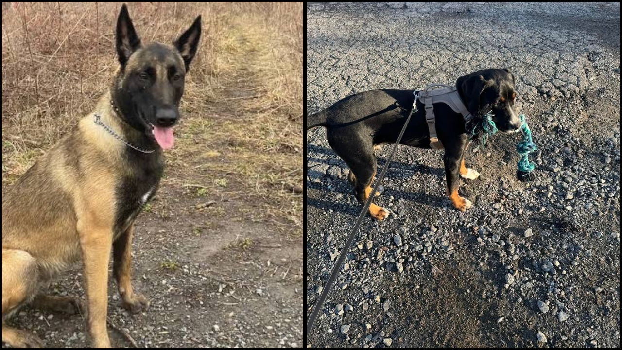 The Dog Lead Rule Changed
