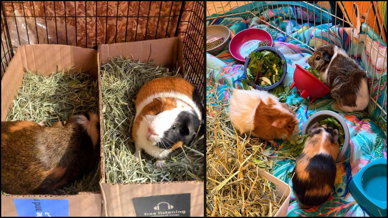 The Guinea Pig Setup Mistake