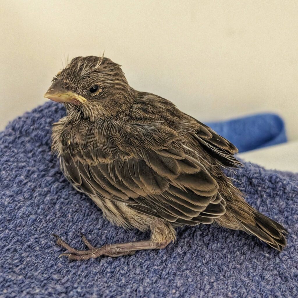 Unwell bird needing veterinary care