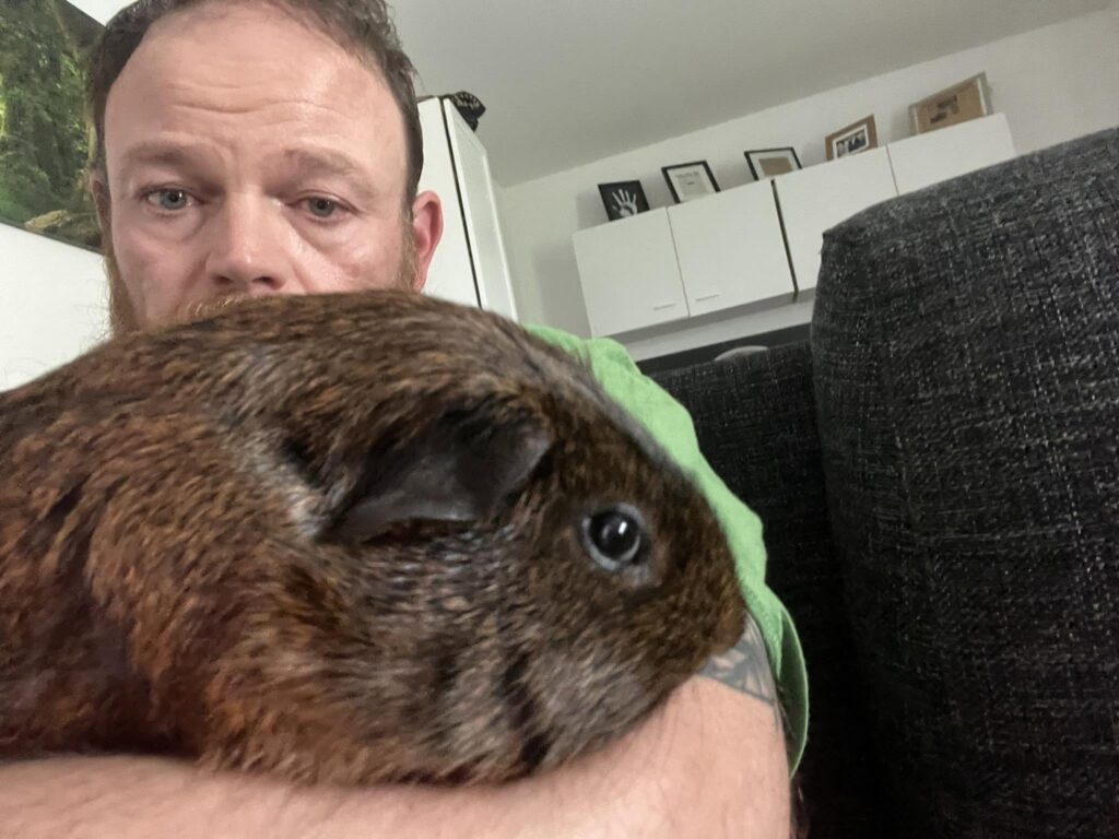 Vet checking a guinea pig for dental and eating problems