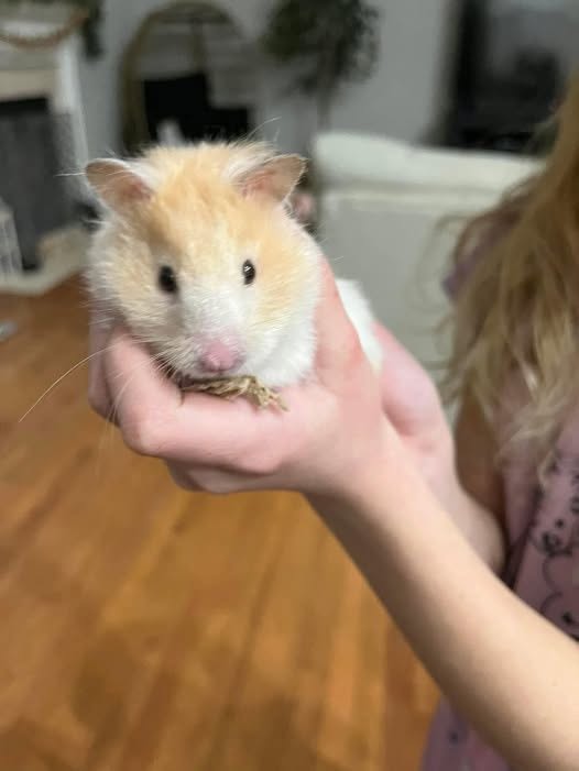 Vet checking a hamster for possible mouth and tooth injuries