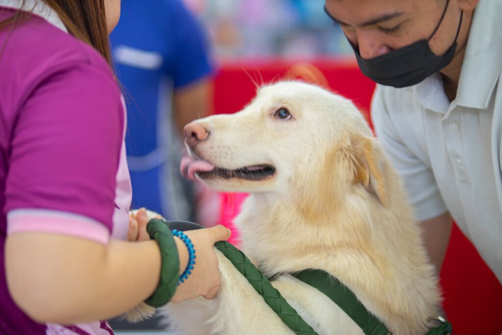 Vet checking pet documents