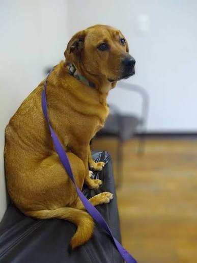 Vet checking pet travel papers