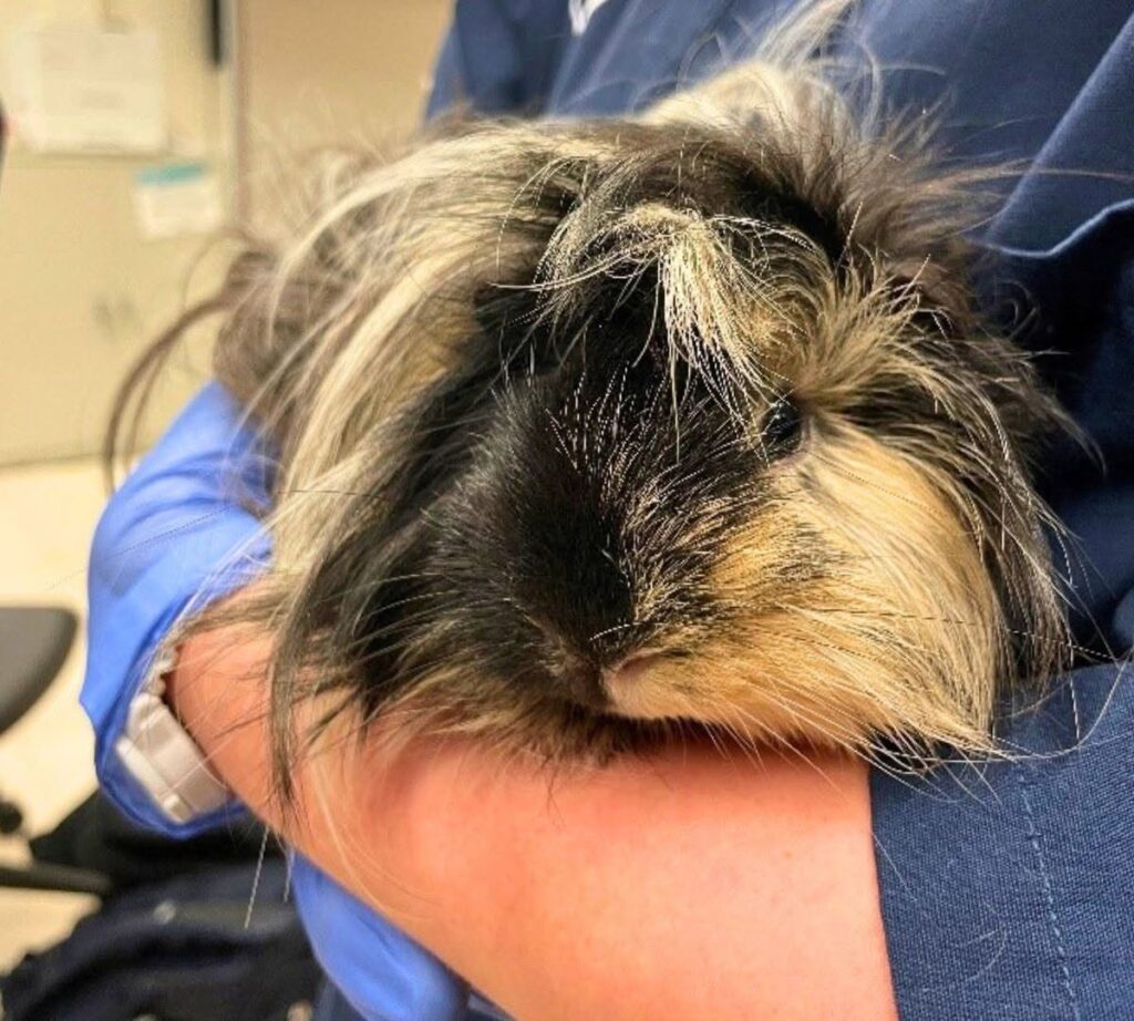 Vet examining a guinea pig after changes in drinking habits