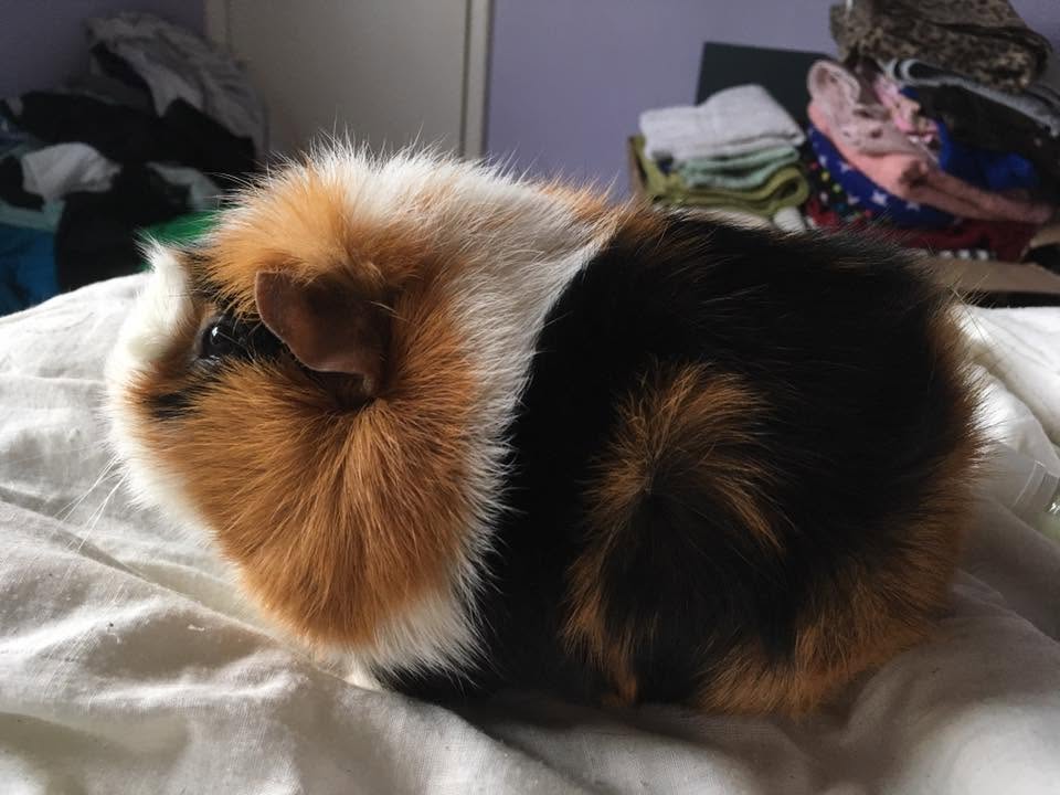 Vet examining a guinea pig for possible signs of pain