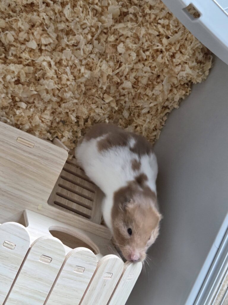 Vet examining a hamster after increased drinking and weight loss