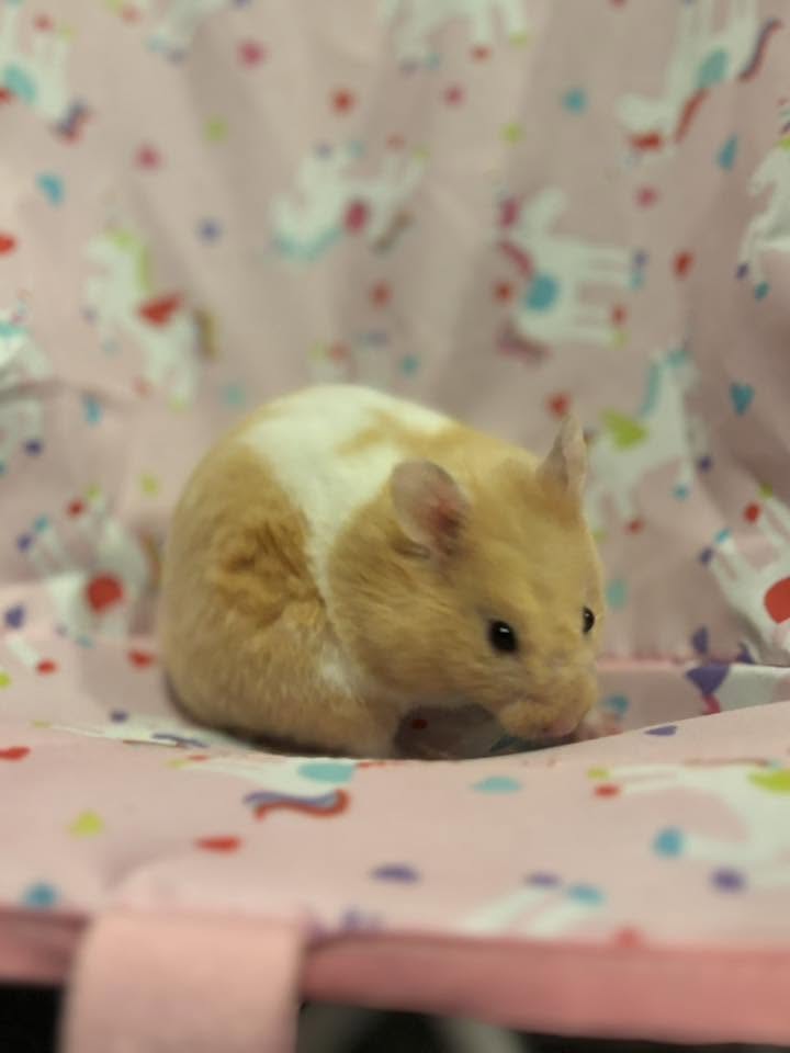 Vet examining a hamster showing unusual behaviour