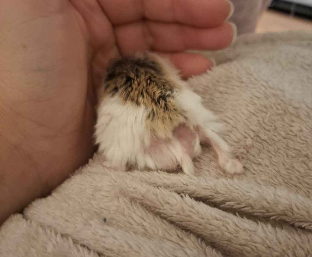 Vet examining a hamster with hair loss and irritated skin