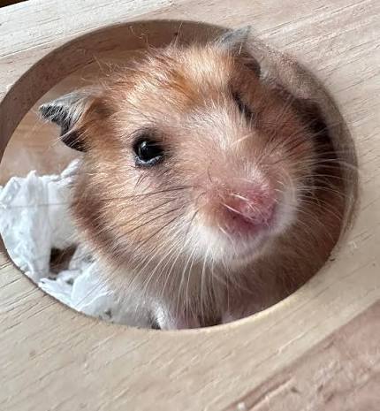 Vet examining a hamster with possible breathing problems