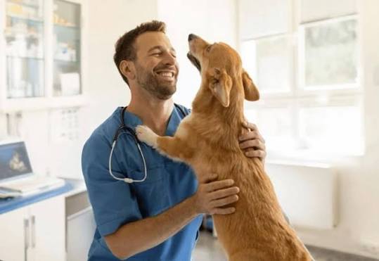 Vet examining an unwell pet