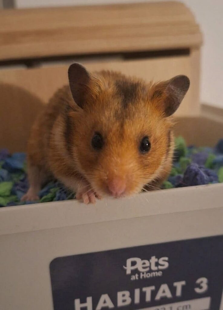Wet bedding beneath a leaking hamster water bottle