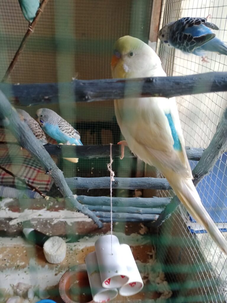 Wet cage paper beneath a budgie water bowl or drinker