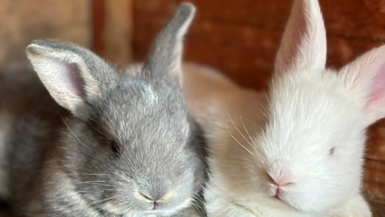 Your Rabbit Hutch