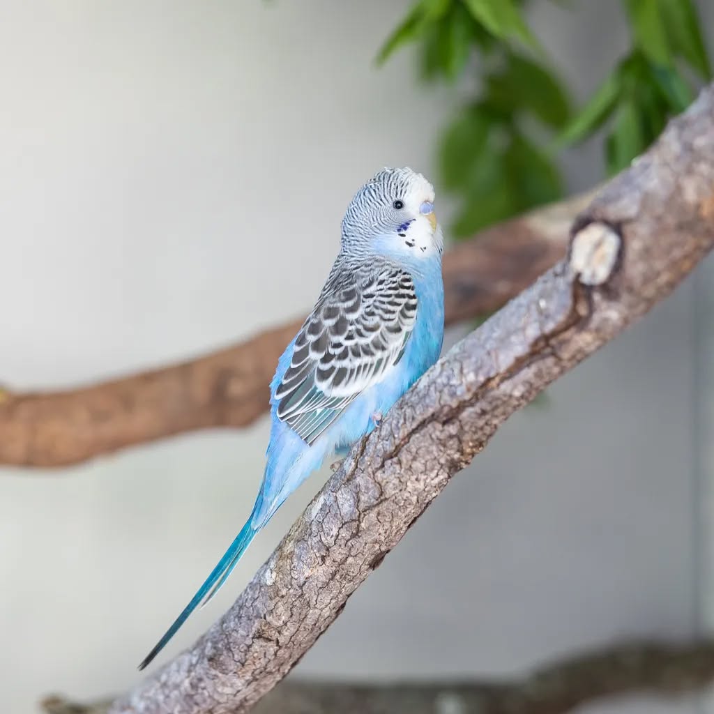 birds are active animals,