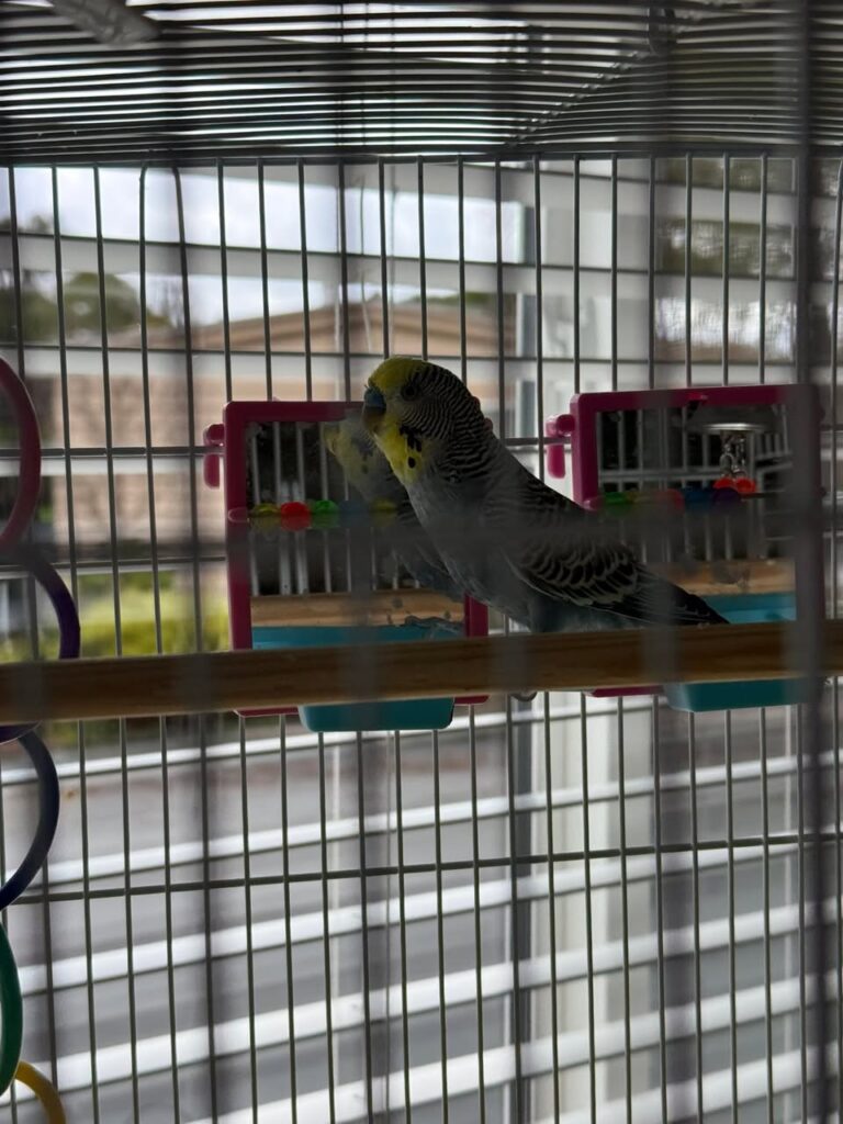 Measuring space for a pet cage