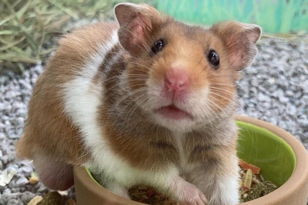 hamster cage