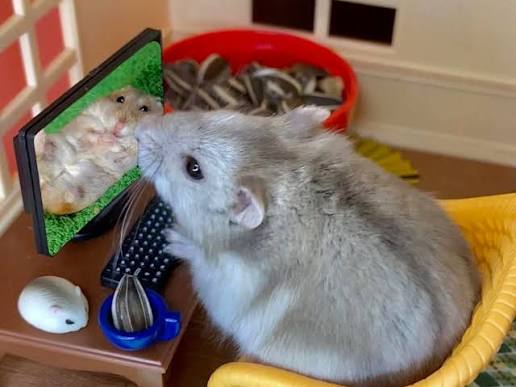hamster furniture or near hazards